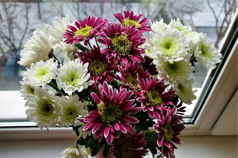 Create meme: chrysanthemums indoor, chrysanthemums are beautiful, chrysanthemums are homemade