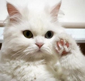 Create meme: ivory white, fluffy, kitty