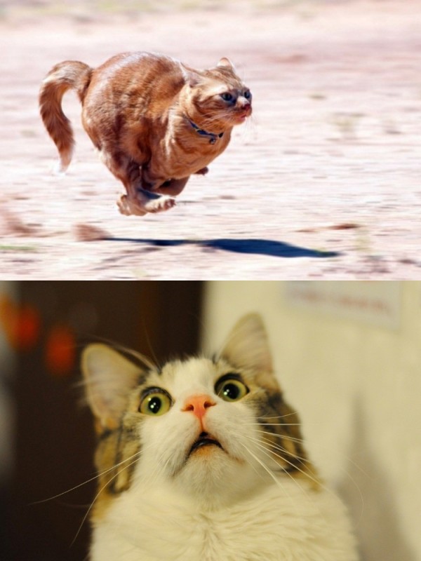 Create meme: cat , the surprised cat , funny cats 