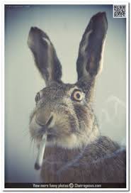 Create meme: Bunny with a cigar, a hare with a cigarette, a rabbit in shock