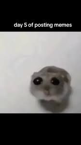 Create meme: memes animals, A hamster with big eyes, meme hamster 