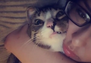 Create meme: cat, hugs, cute animals