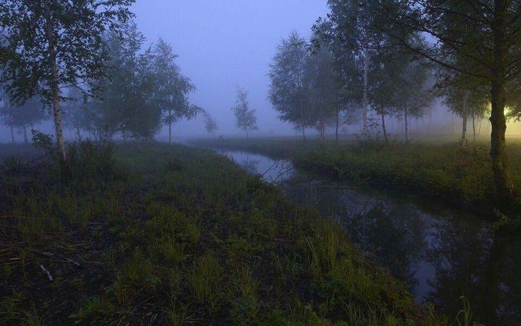 Create meme: swamp fog, swamp swamp aesthetics, nature fog