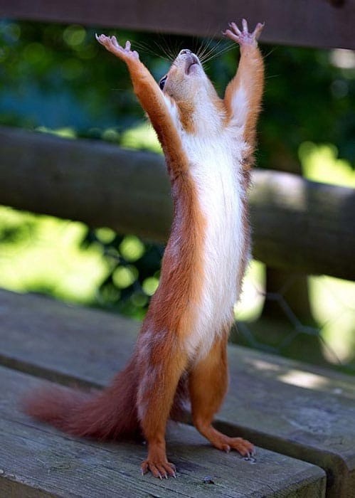 Create meme: funny squirrel , protein Hallelujah, joyful squirrel