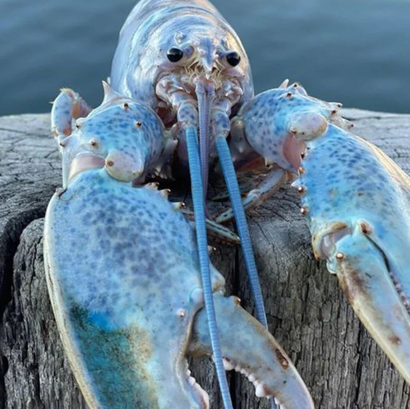 Создать мем: блу лобстер, blue lobster jumpscare, синий омар