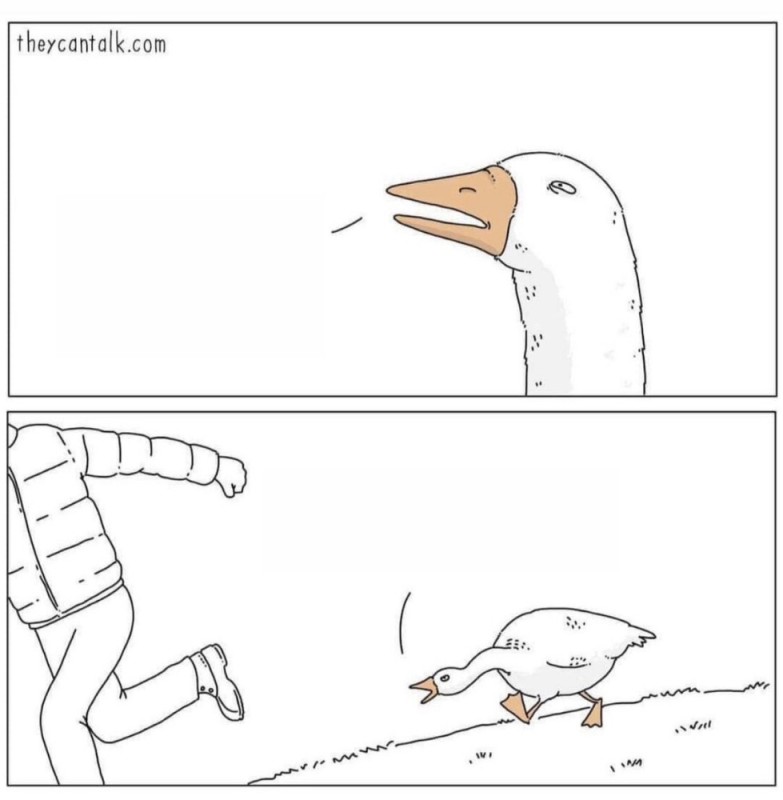 Create meme: humor , memes , duck 