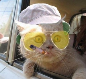 Create meme: fun with cats, stoned cat photo, cat