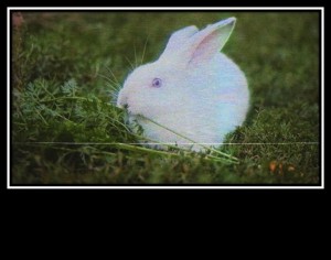 Create meme: white rabbit, rabbit, Bunny California dwarf albino