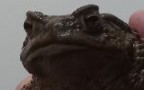 Создать мем: жаба лягушка, человек, обыкновенная жаба