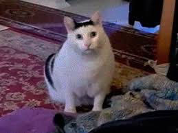 Создать мем: мем толстый кот, кот из мема, толстый кот
