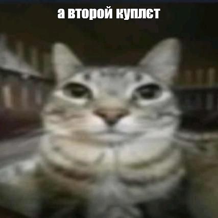 Создать мем: милые котики, кот, кот из мема