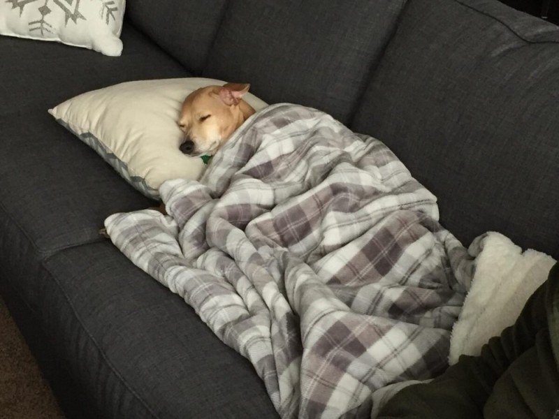 Создать мем: собака спит с хозяином, уставшая собака, котики под одеялом