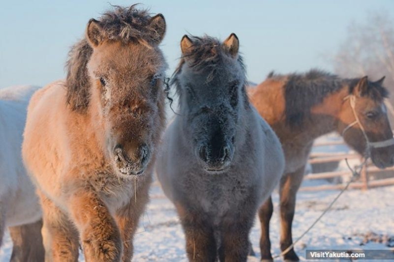 Create meme: yakut horse, aboriginal Yakut horse, Yakut horse breed