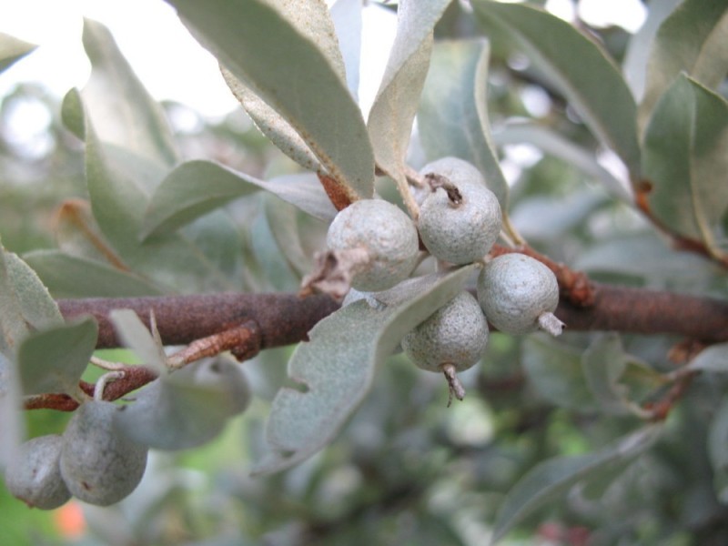 Create meme: silver loch elaeagnus commutata, Loch silvery plant, The silvery sucker