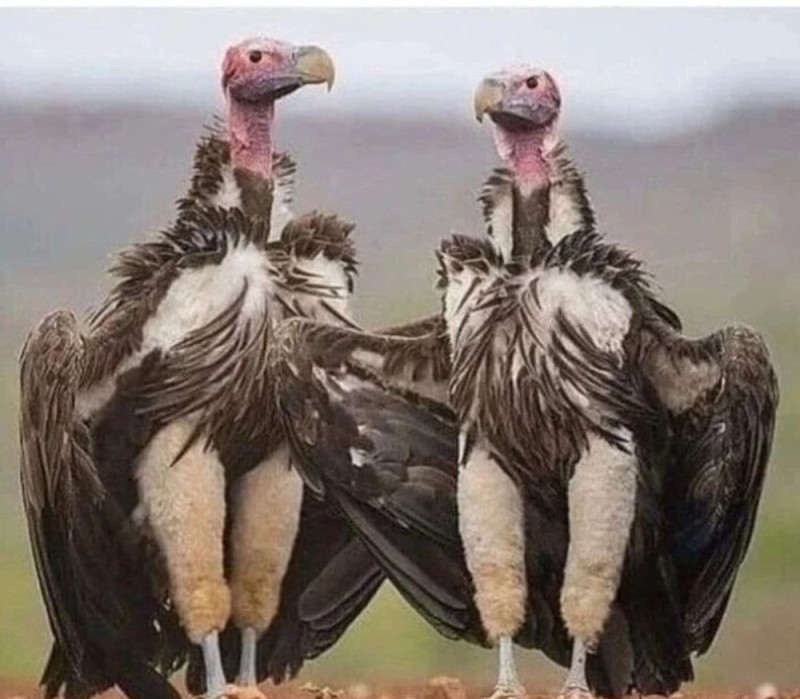 Create meme: bird scavenger vulture, African eared vulture , a vulture vulture