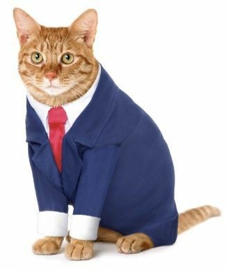 Create meme: a cat in a tracksuit, cats in business suits, business cat