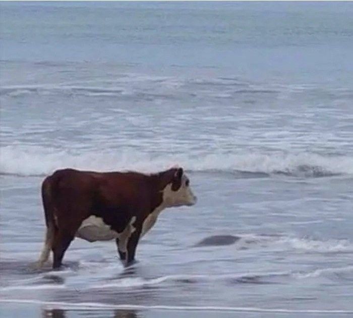 Create meme: cow in the sea, cow on the seashore meme, meme cow in the sea