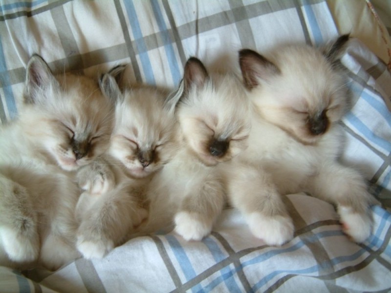 Create meme: thai kitten, Siamese kitten, the Thai cat 