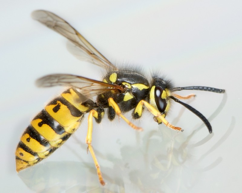Create meme: vespula germanica, wasp and hornet, hornet wasp bee
