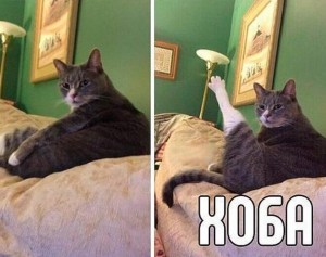 Создать мем: хоба мем с котом, мем кот хоба, выходные кот хоба