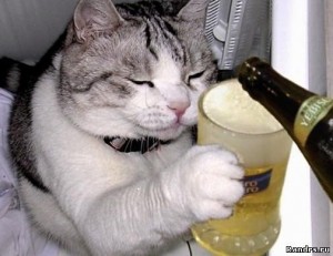Create meme: drink, cat with a bottle of beer