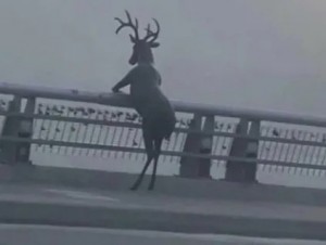 Create meme: deer