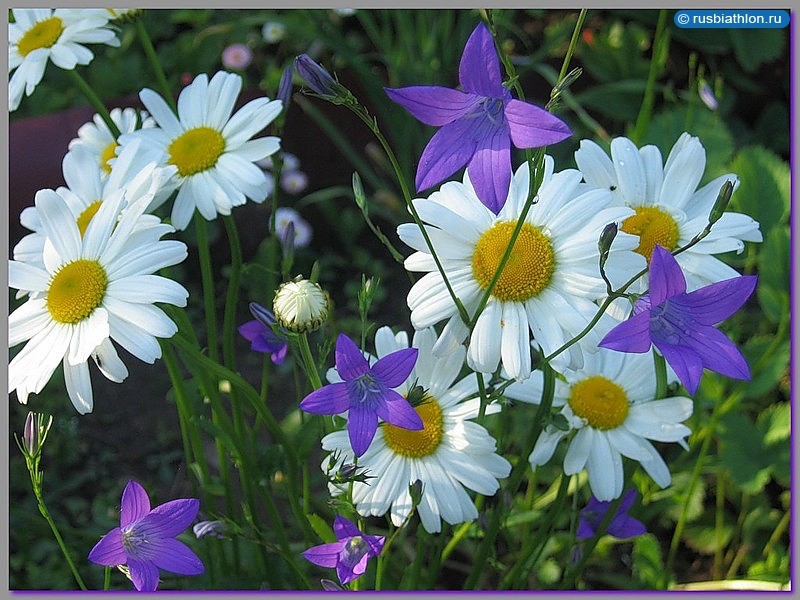 Create meme: bunin 's wildflowers, wild flowers , beautiful wildflowers