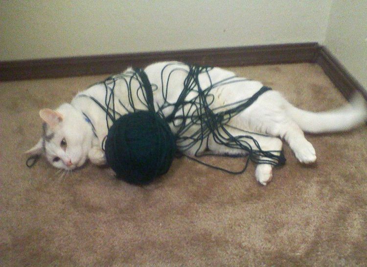 Create meme: the cat is tangled in the thread, cat , the cat got confused