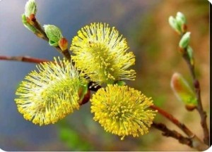 Create meme: willow branch, blooming willow