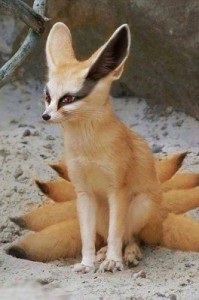 Create meme: kyubi, nine tailed fox, vulpes