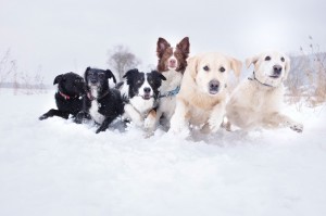 Создать мем: собака зимой, золотистый ретривер, ретривер собака