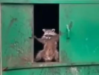 Создать мем: raccoon, енот в мусорке, наглый енот