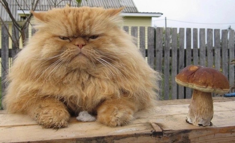 Создать мем: персидская кошка, прикольные котики, смешные коты