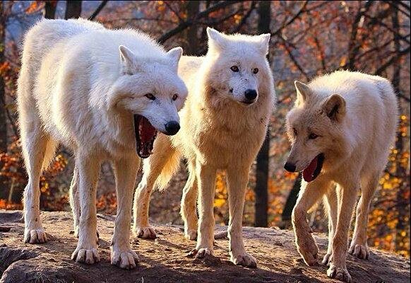 Create meme: wolves pack , wolf , white wolf 