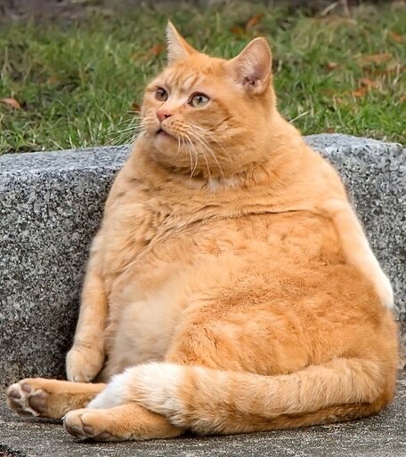 Create meme: fat cat, chubby seals, orange fat cat