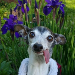 Create meme: dog, sid the sloth, dog breed Italian Greyhound