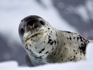 Создать мем: тюлень росса доклад, тюлень росса, морской леопард и тюлень