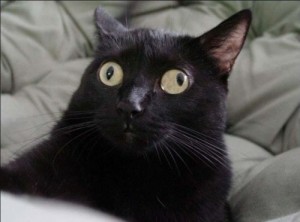 Создать мем: чёрная кошка, кот с косыми глазами, бомбейская кошка
