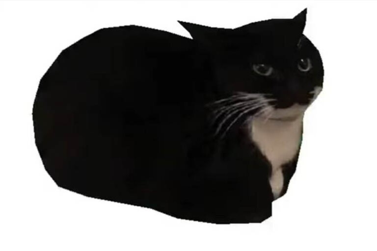 Создать мем: коты черные, черный кот, maxwell the cat