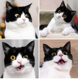 Создать мем: кошка иззи, черно белая кошка, популярные кошки