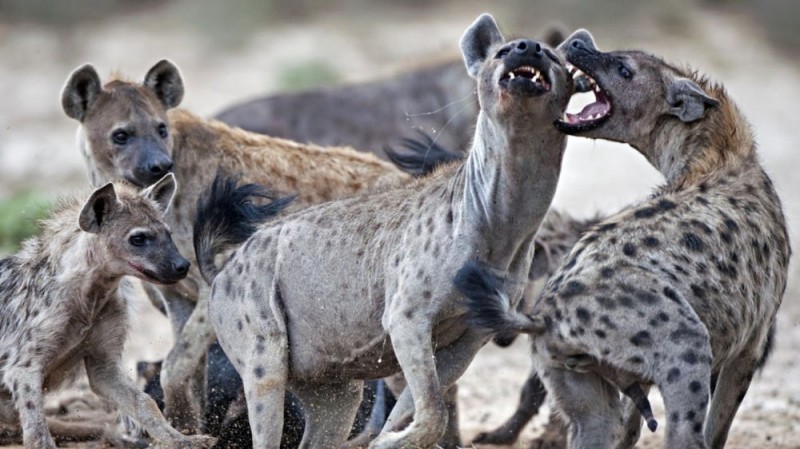 Create meme: spotted hyena, female hyena, a pack of hyenas