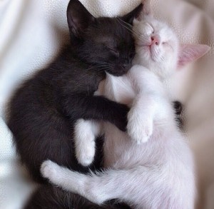 Создать мем: черный и белый котенок, кошки милые, чёрный кот и белая кошка любовь