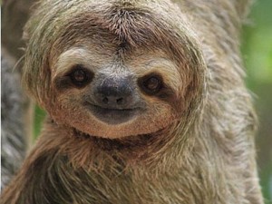 Create meme: sloth, sloth at computer meme, meme sloth at a Desk