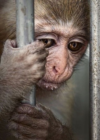 Создать мем: обезьянки, плачущая обезьянка, обезьяна в клетке