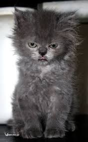 Create meme: kitty, Persian kittens, cat