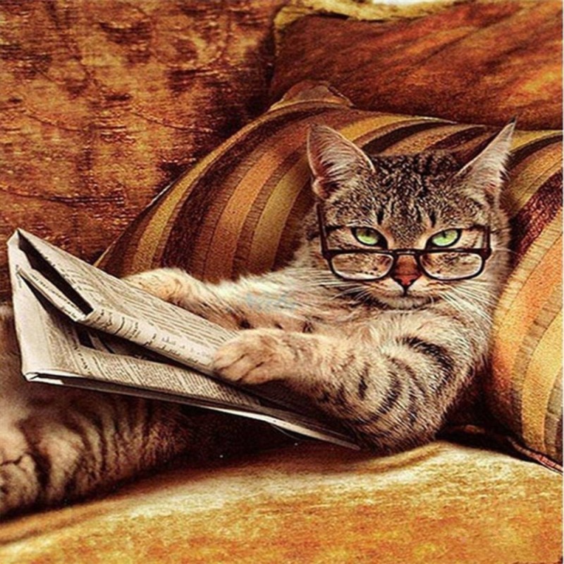 Создать мем: мудрый кот, ученый кот, умный кот