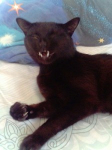 Create meme: British Shorthair kittens, cats kittens, brutal black cat