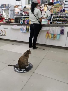 Create meme: the cat in the supermarket, Cat, cats