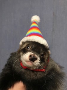 Create meme: clothes for ferrets photo, the ferret in the sweater, ferret