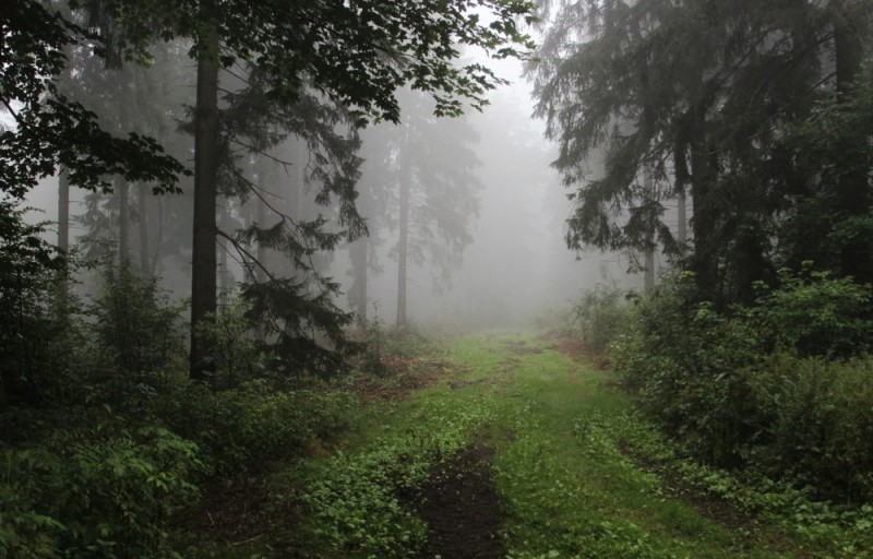 Create meme: forest landscape, forest fog, forest misty